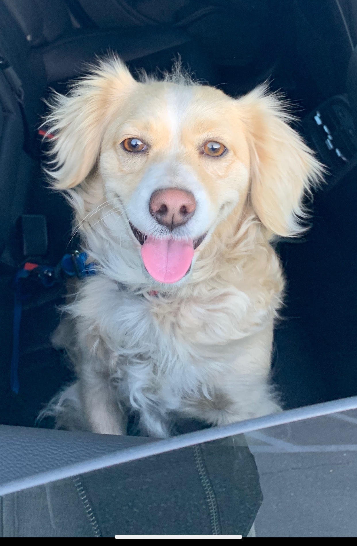 Ginger-ADOPTED Meet Ginger! She is a 4-5 year old female Corgi/Terrier mix. MO4PAWS was notified that this dog was found abandoned, and running the streets near Downtown Los Angeles. She has no chip or identification. Ginger is such a sweet and loving dog.