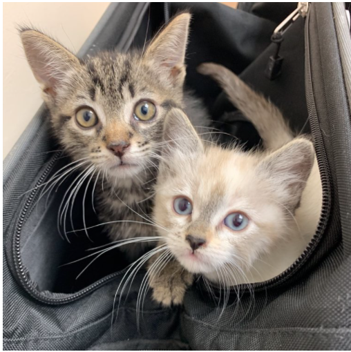Wally and Coco-ADOPTEDPERSONALITY: Sweet, friendly, playfulBREED: Tabby and SiameseAGE: KittensSEX: Male and FemaleMeet Wally and Coco! Wally is a beautiful tabby kitten and Coco is a beautiful Siamese kitten. MO4PAWS rescued these two underage kitt…