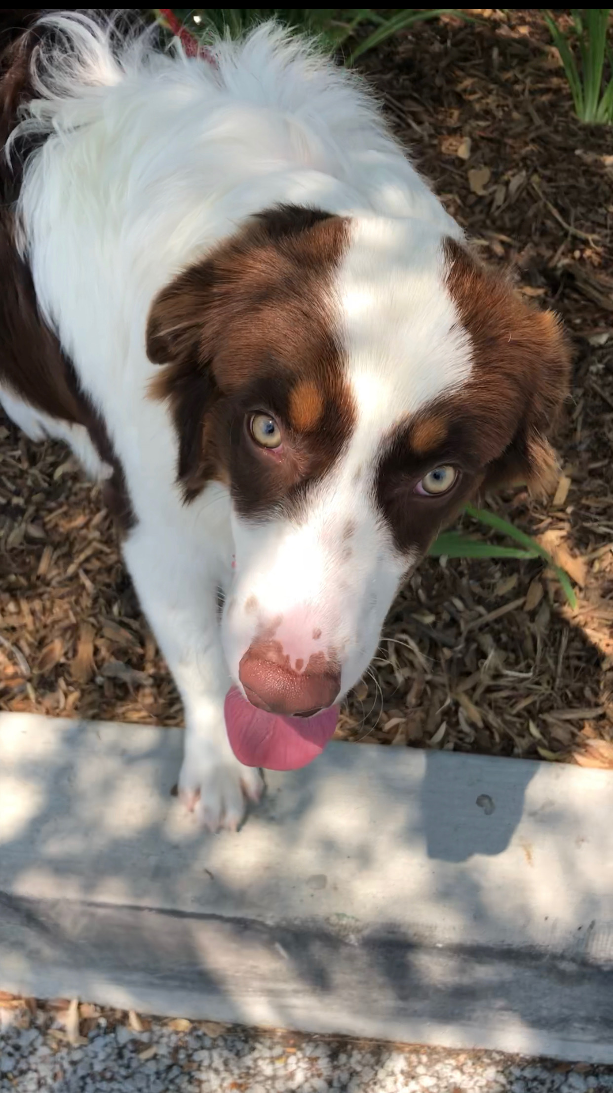 Dude-ADOPTED PERSONALITY: Sweet, friendly BREED : Border Collie AGE : Between 3-4 years old SEX: MALE Dude was found abandoned and tied to a tree in a parking lot in Calabasas on a 90+ degree day. MO4PAWS came to the rescue. Dude got a second chance at life, and now is a permanent resident of Malibu Beach with his forever family.