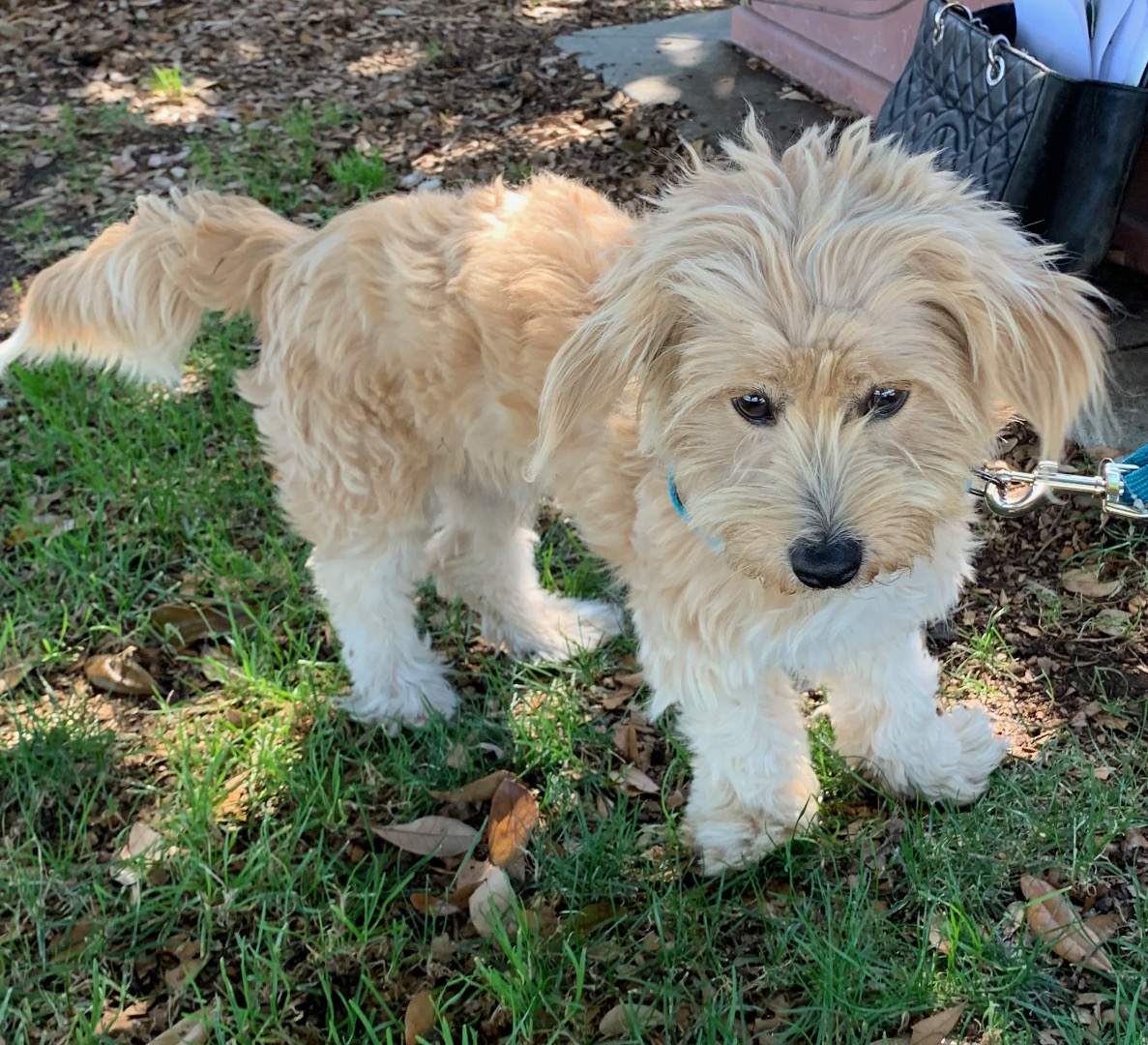 Otiz-ADOPTED PERSONALITY: Sweet, playful, loving BREED : Golden doodle mix AGE : 1 year old SEX: Male Otiz is the definition of a love bug. Not only does he love people, but he loves other dogs and cats too. Otiz was found as a stray in Central California near Fresno. MO4PAWS rescued this beautiful boy from the Madera Animal Shelter.