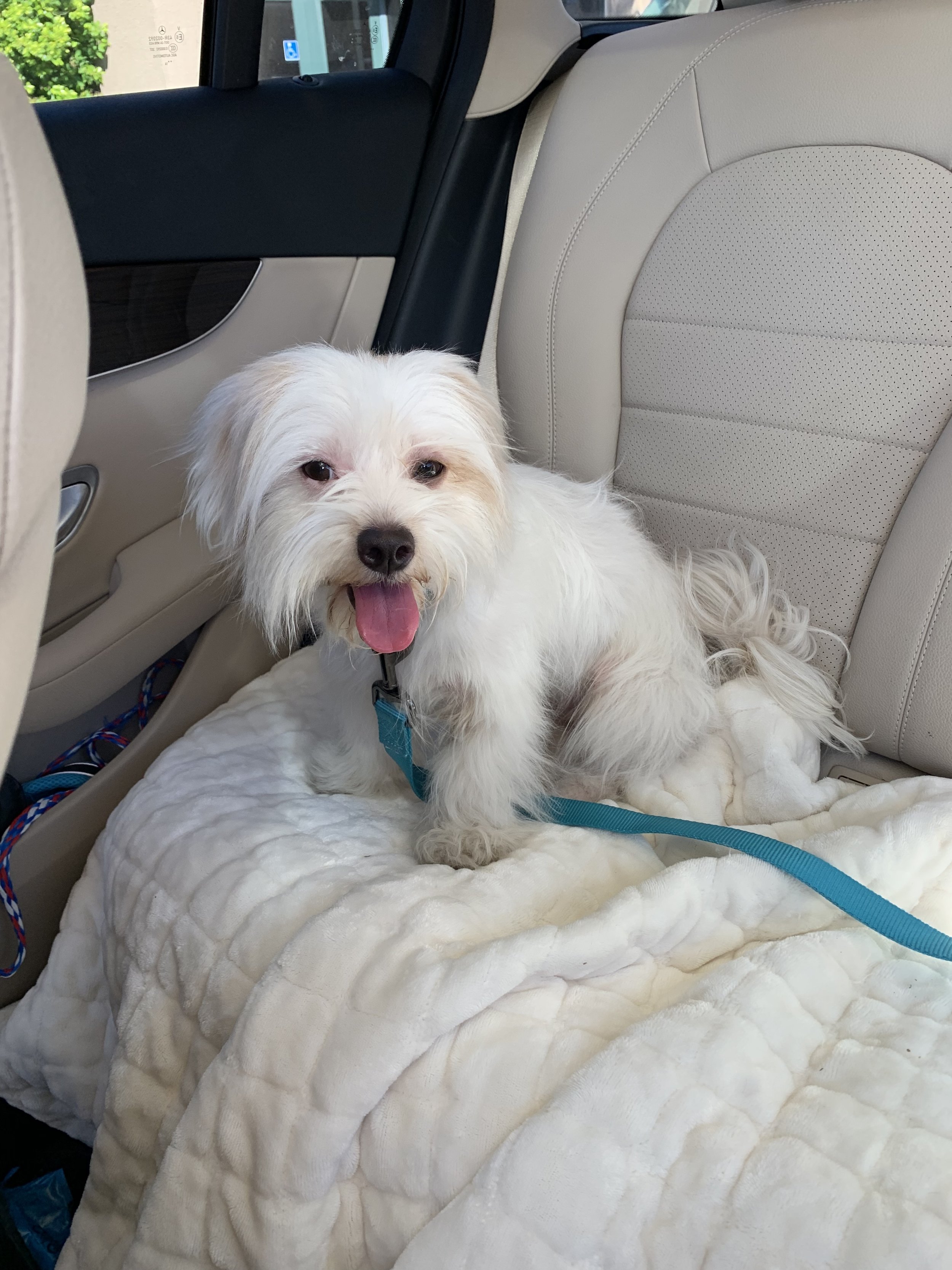 Daisy-ADOPTED PERSONALITY : Sweet, snuggly BREED : Maltese AGE : Between 2-3 years old SEX: Female Daisy was found as a stray in Central California. MO4PAWS rescued her from the Madera Animal Shelter. Daisy is the definition of a love bug. Not only does she love people and will be a lap dog, but she loves other dogs
