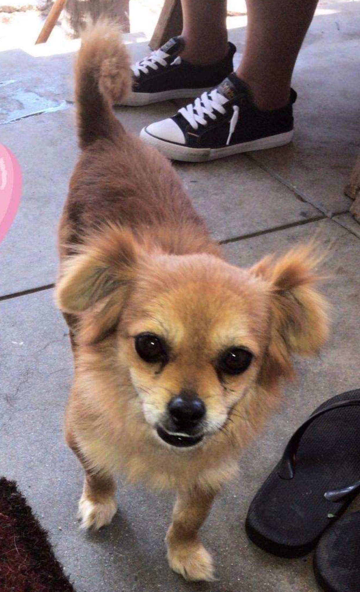 Simba-ADOPTED PERSONALITY: Sweet, Mellow BREED : Pekingese mix AGE: 1 year old SEX : Male Simba was found in a trash can in Downtown Los Angeles. Thankfully a wonderful man in that area heard Simba and saved him. They reached out to MO4PAWS. Simba is great with other dogs and loves people.