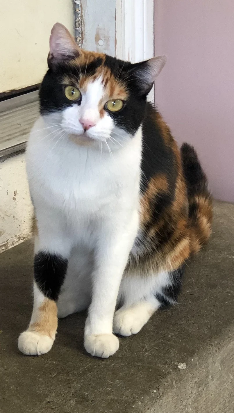 Little GirlPERSONALITY: Sweet, friendly, calmBREED: CalicoAGE: 2 years oldSEX: FemaleLittle Girl is a very sweet and loving Calico cat. She thrives in calm environment and is looking for someone to love her. Her owner can no longer care for her and …