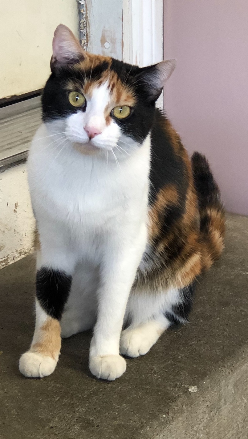 Little Girl PERSONALITY : Sweet, friendly, calm BREED : Calico AGE : 2 years old SEX : Female Little Girl is a very sweet and loving Calico cat. She thrives in calm environment and is looking for someone to love her.