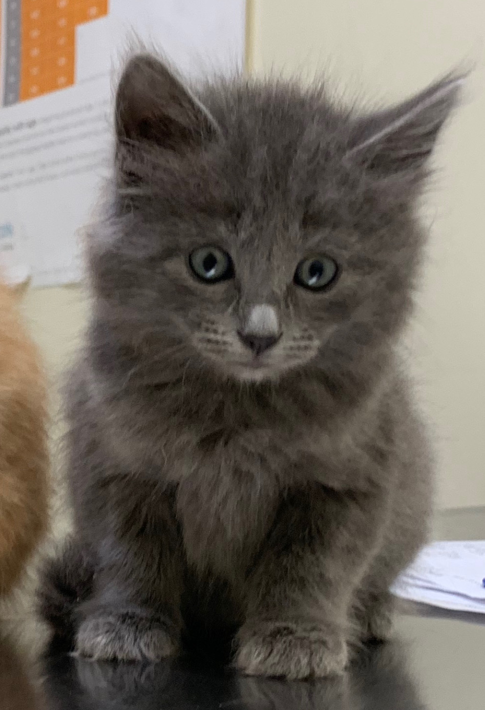 Jamie-ADOPTED PERSONALITY : Sweet, friendly, energetic, playful BREED : Gray domestic medium hair AGE: Kitten SEX: Female Jamie is a sweet and playful medium hair 6 week old kitten that MO4PAWS rescued from Los Banos Animal Shelter.