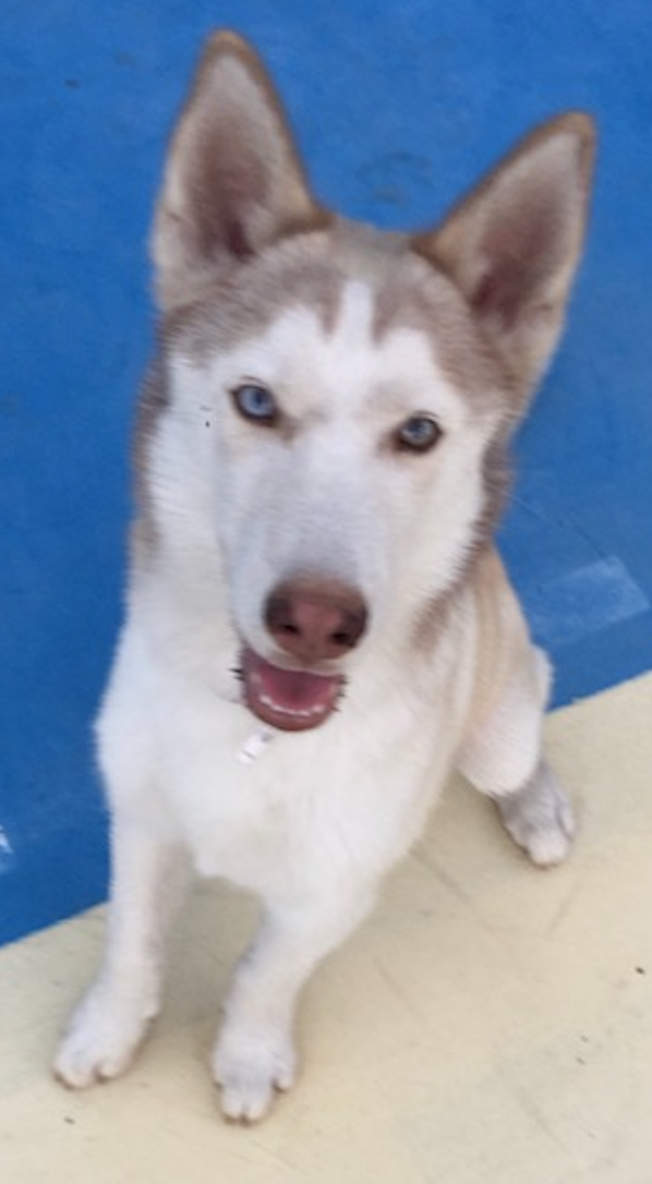 Rocky-ADOPTED PERSONALITY: Sweet, friendly BREED : Husky AGE : 4 months old SEX: Male Rocky is a sweet 4 month old Husky puppy who is great with other dogs. He hasn’t had the chance to be around cats yet. Rocky’s current owner can no longer care for him.