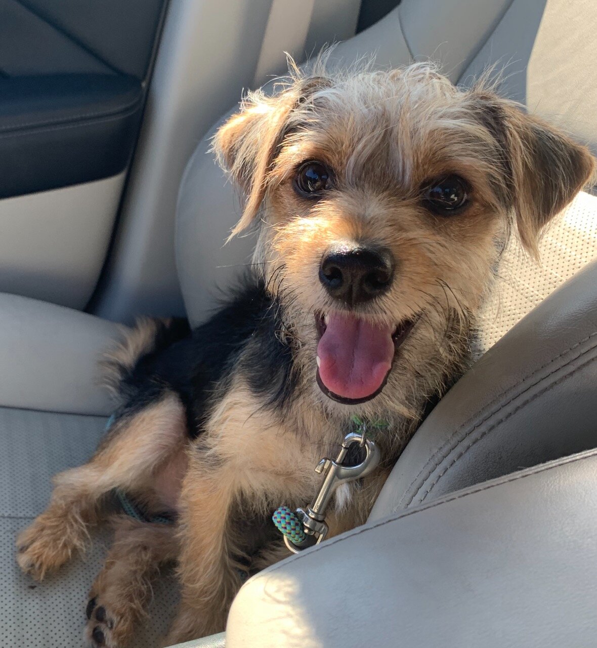 Scruffy-ADOPTION PENDING PERSONALITY: Sweet, playful BREED : Yorkshire Terrier mix AGE : 5 months SEX : Male MO4PAWS rescued this beautiful puppy from Los Banos Animal Shelter. Scruffy is such a sweetheart and loves to be with you. He is a lap dog with a vibrant personality. He loves other dogs, and has been good around cats.