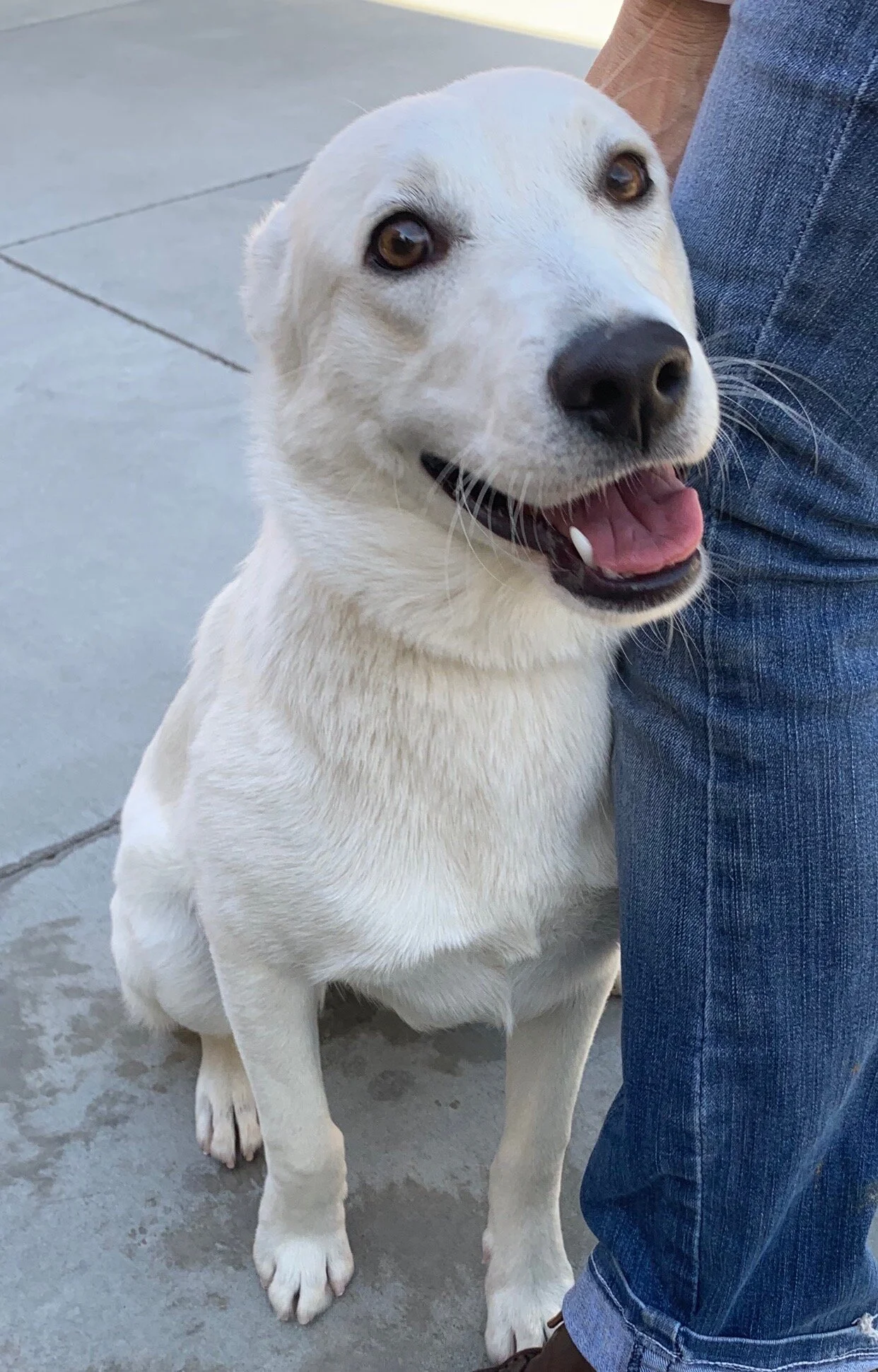 Blonde Labrador Shepherd Puppies Young Akbash Anatolian Shepherd