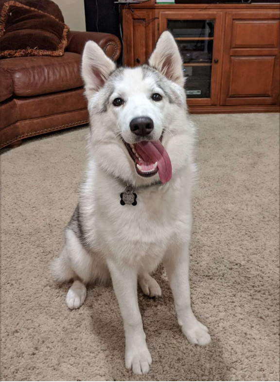 american eskimo dog husky mix