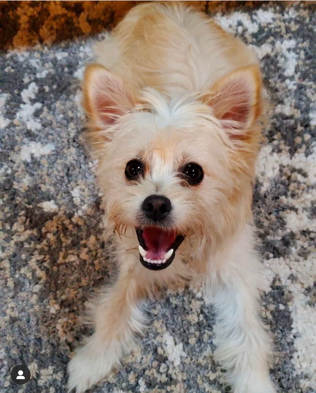 terrier mix rescue dogs near me