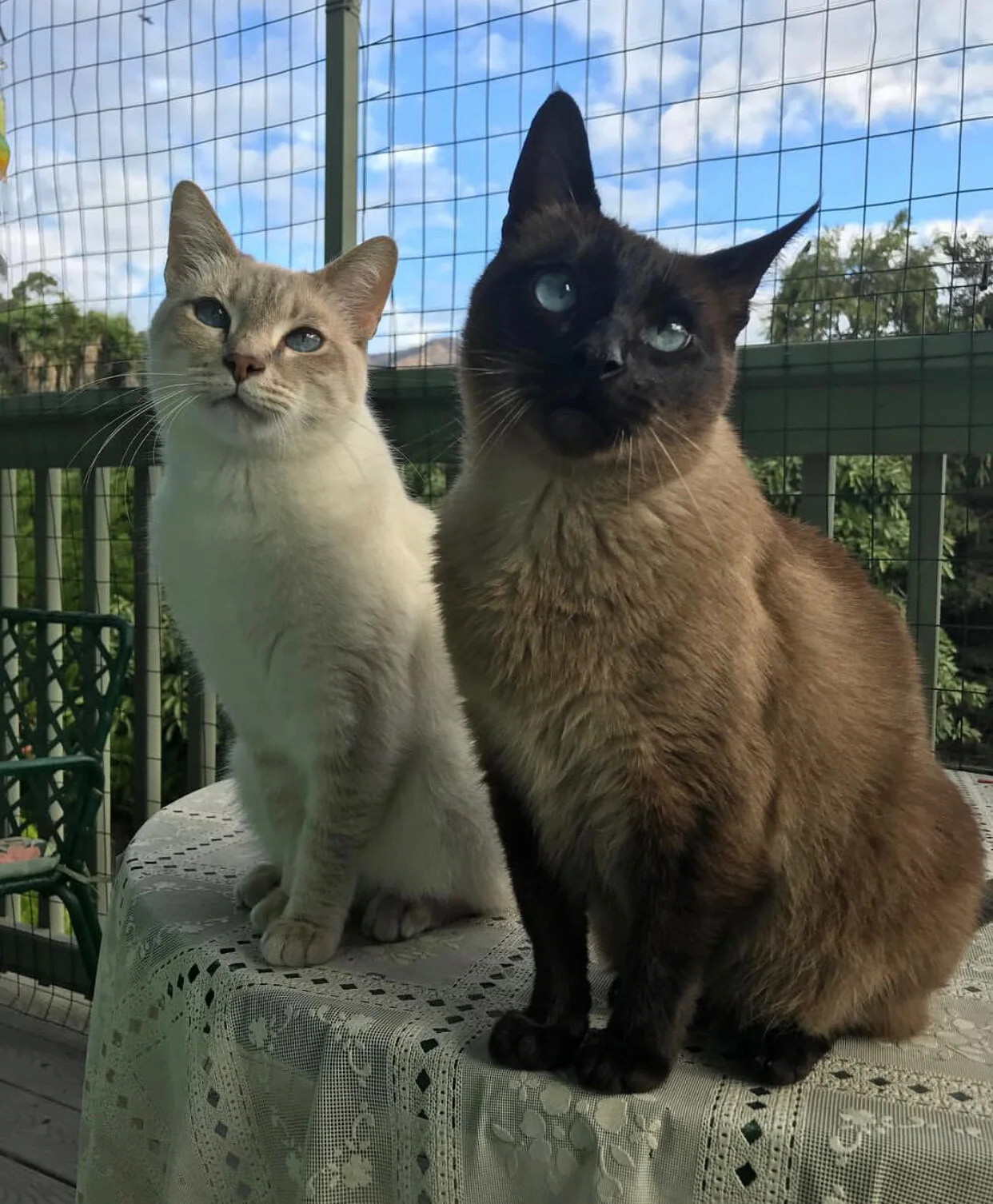 adopting a 2 year old cat