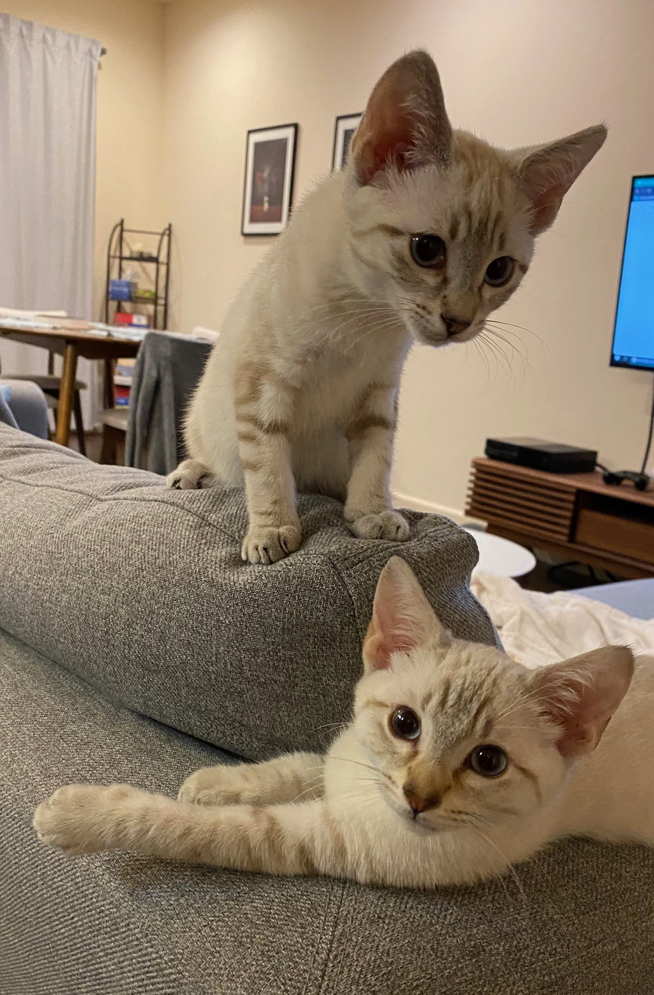 Ravioli & Gnocchi-ADOPTEDPERSONALITY: Sweet, friendly, playfulBREED: Himalayan & Siamese mixAGE: KittenSEX: FemaleMeet Ravioli and Gnocchi. They are both Siamese kittens from the same litter. MO4PAWS rescued them from Los Banos animal shelte…
