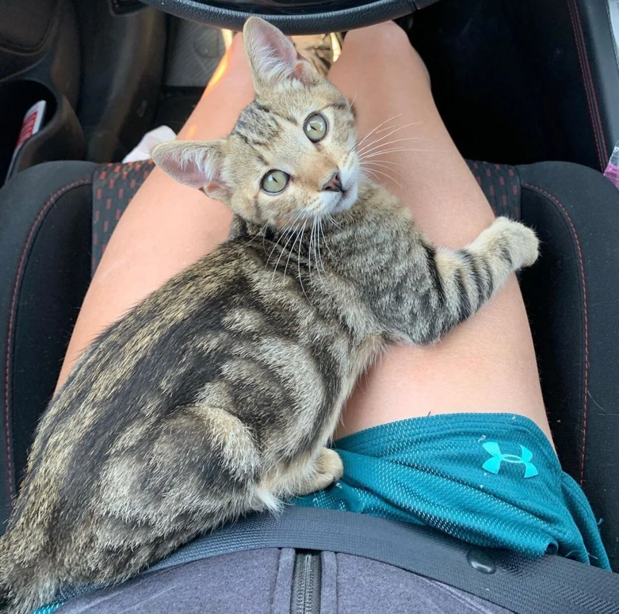 Iolaus-ADOPTEDPERSONALITY: Sweet, friendly, playfulBREED: Marble Bengal/Tabby mixAGE: KittenSEX: MaleIolaus is a beautiful tabby kitten rescued from the Downey Animal Shelter. Iolaus is around 2-3 months old and is a very loving, playful, and cuddly cat.