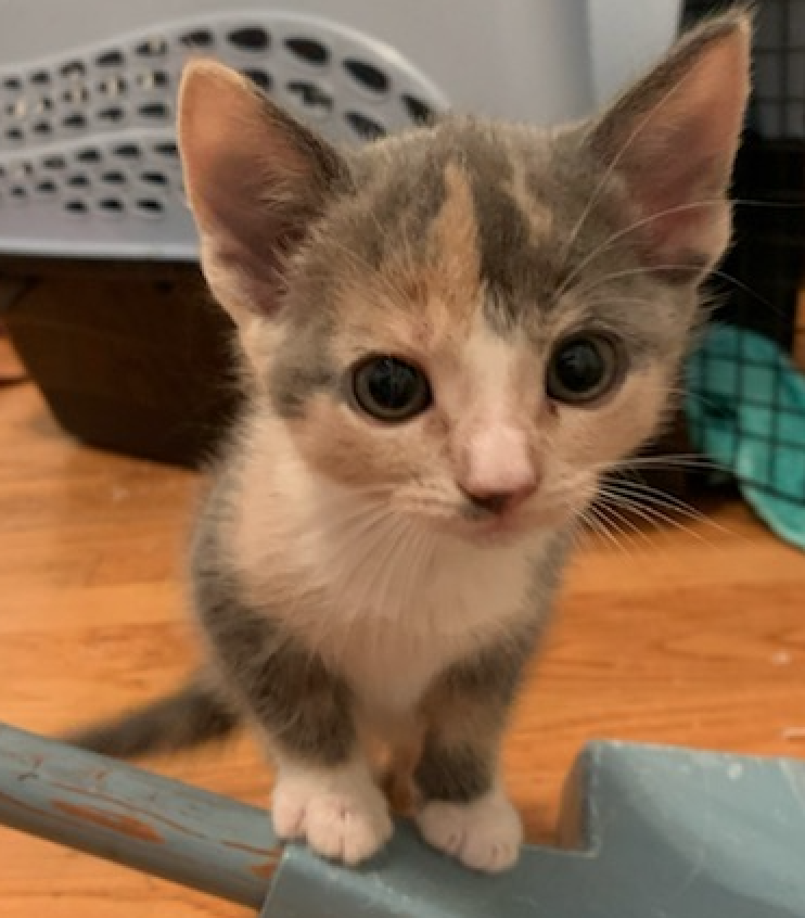 Cats for Adoption — MO4PAWS