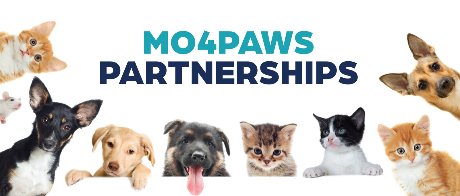 Cats for Adoption — MO4PAWS