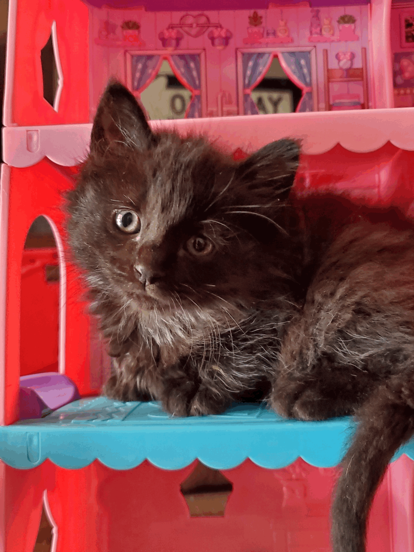 tempImageX0hZcR.gif