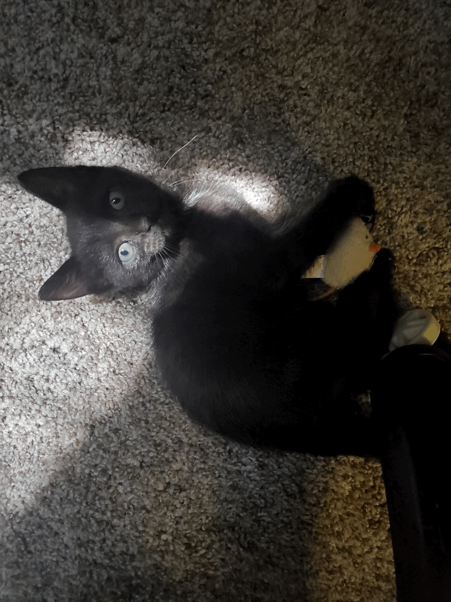 Hilda-ADOPTEDPERSONALITY: Sweet, friendly, playfulBREED: Black Domestic AGE: 8 weeks old SEX: FemaleMeet Henry! He is a beautiful, sweet, and playful kitten. Henry is good with other cats and kids.