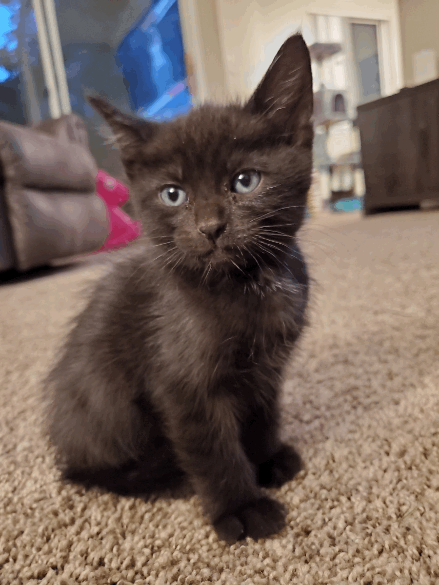 Luna & Luke PERSONALITY: Sweet, friendly, playfulBREED: Black Domestic AGE: 8 weeks old SEX: Female & MaleMeet Luna & Luke! They are a bonded pair of kittens. Good with other cats and kids.