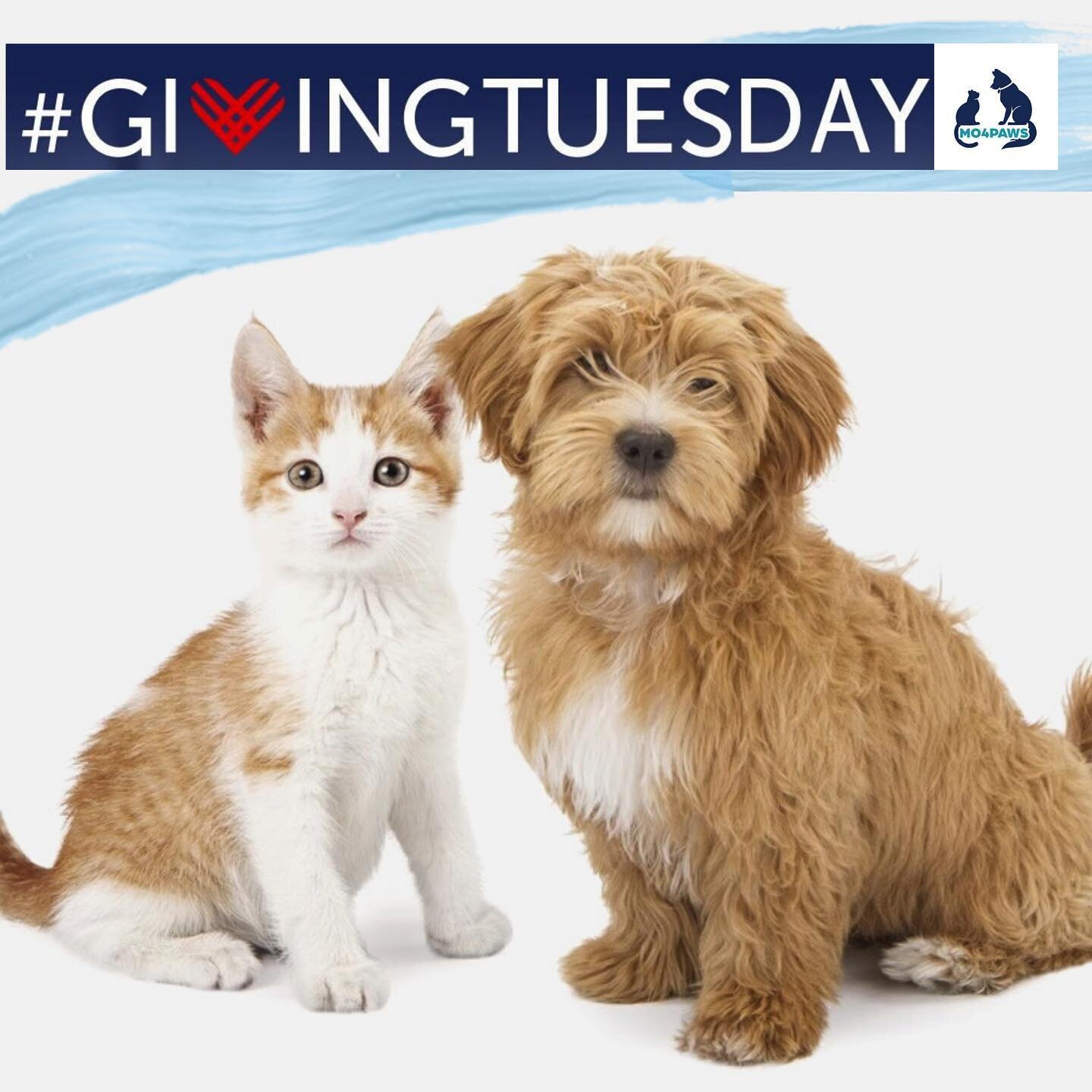 Today is #givingtuesday and that&rsquo;s a BIG deal &mdash; especially for the world&rsquo;s little creatures.&nbsp;🐾
.
.
Giving Tuesday is when compassionate people around the world come together to lift up organizations who share their vision of a