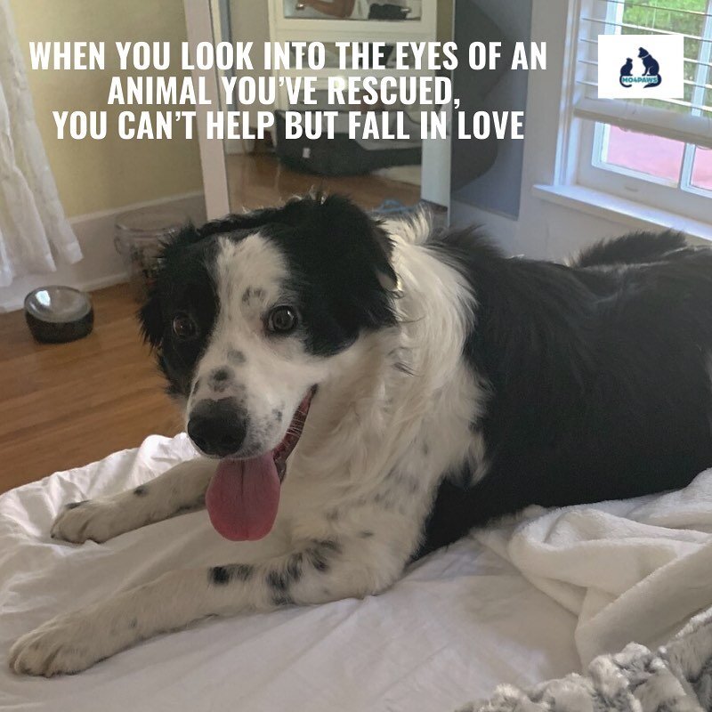 Adopt love during National Adoption Week. Every pet deserves a loving home. 🐶 ❤️
.
.
Meet Kylie, the beautiful border collie that MO4PAWS rescued from Merced Shelter. 
.
.
Join MO4PAWS to help us achieve our core mission of saving the lives of cat a