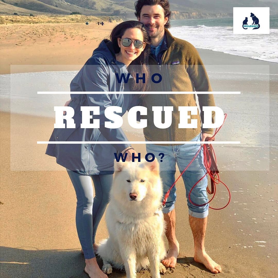 Rescuing an animal is good for everyone&rsquo;s soul ❤️
.
This is a beautiful story about a couple and the unconditional love that a rescue dog named Mylo brought to their family. 
.
Mylo is a beautiful Samoyed/Husky mix who was on the kill list and 