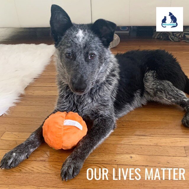 Their lives matter 🐾
.
Meet Ashka who is a 1 year old Queensland Heeler MO4PAWS rescued from Merced animal shelter. 
.
Please represent and take part if you can in Adopt a Shelter Dog month! 
.
By being their voice, we can make a difference! Click o