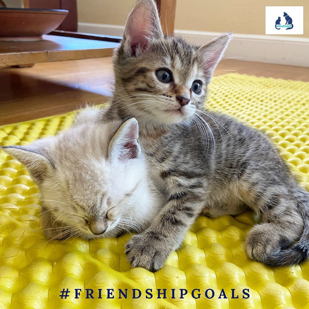 It doesn&rsquo;t get any cuter than Pyxie and Zynnia who MO4PAWS rescued when they were 4 days old. 😻
.
Until one has loved an animal, a part of one's soul remains unawakened.
-Anatole France 🐾❤️🐾
.
If you are interested in adding a new furever fr