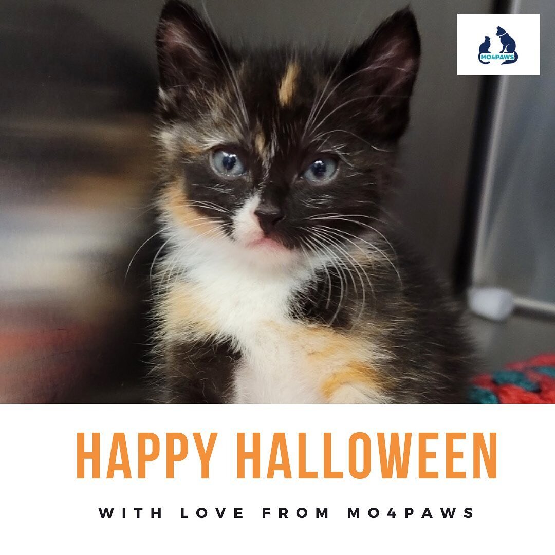 Happy Halloween from MO4PAWS and this rescue kitten named Malificent. 🎃🧡
.
.
#mo4paws #betheirvoice #pets #halloween #halloweenpets #rescue #adopt #adoptdontshop #adoptdontshop🐾 #adopted #rescuedismyfavoritebreed #rescuecat #rescuecatsofinstagram 