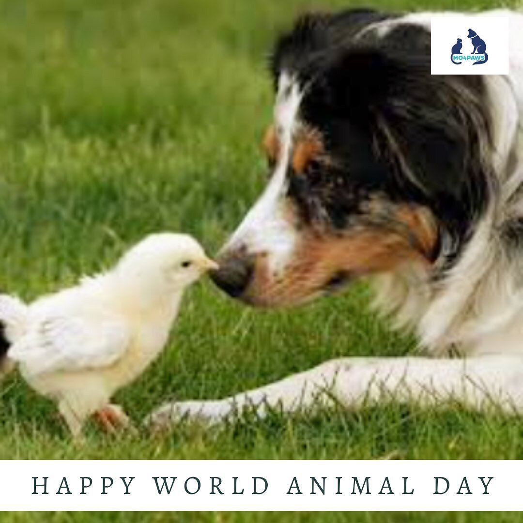 Happy World Animal Day 2021
.
&ldquo;We have more to learn from animals, than animals have to learn from us.&rdquo;
Anthony Douglas Williams
.
#worldanimalday #animals #compassion #worldanimalsday