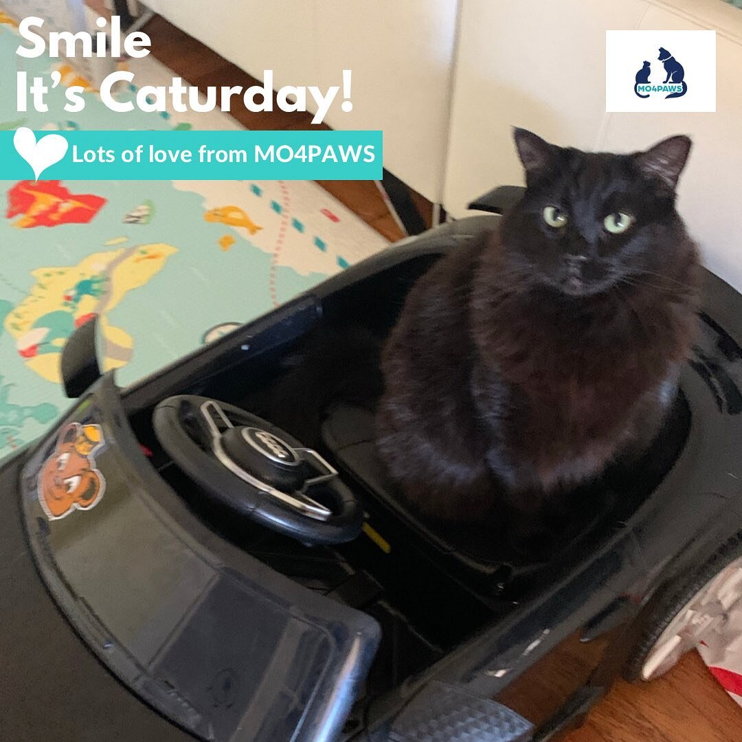 So many reasons to smile. 😻
.
.
Happy Caturday to everyone from the MO4PAWS team and Boo! Boo was rescued from the Downey Animal Shelter in Los Angeles when she had a really bad URI. We saved Boo and gave her  a &ldquo;furever&rdquo; home. 
.
.
Clic