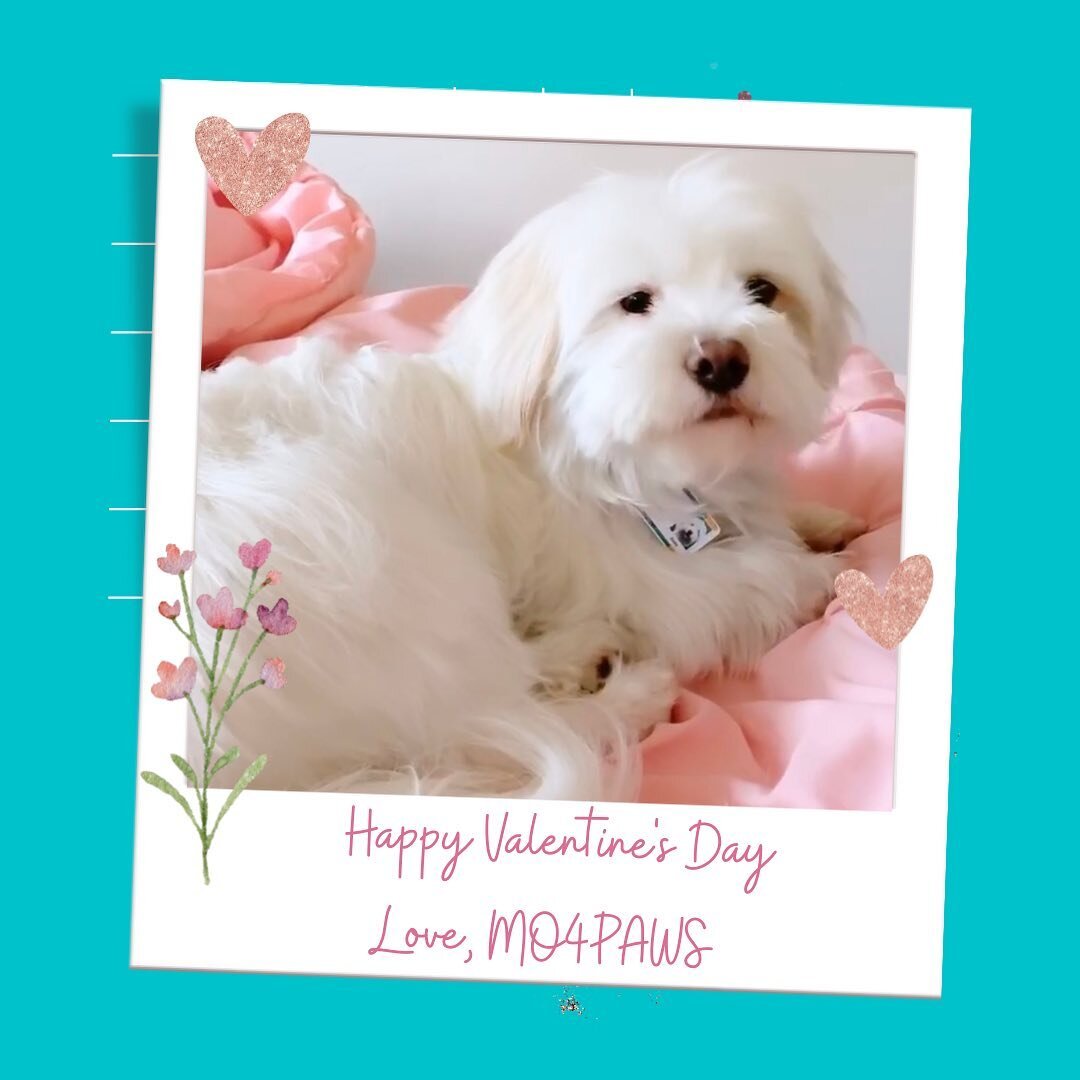 Happy Valentine&rsquo;s Day! 😻❤️🐶
.
Love, MO4PAWS and Daisy @floofy.daisy 🐾
.
#valentinesday2022 #rescuedog #rescue #rescuedogsofinstagram #valentines #love #compassion #animals #maltese #mix #muttsofinstagram #dog #dogsofinstagram #dogsofinsta
