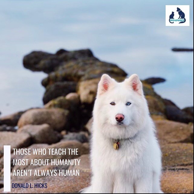 Let there be more love, compassion, reflection, unity, awareness, and selflessness in this 🌍 towards each other and all living beings. 🤍🐾
.
MO4PAWS rescued Mylo. He is a beautiful 1 year old Samoyed/Husky mix who was on the kill list and urgent at