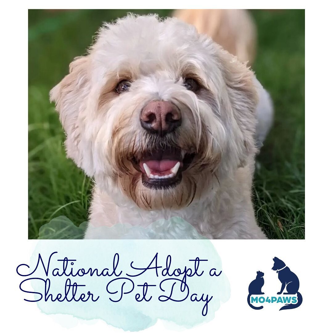 Let&rsquo;s all celebrate National Adopt a Shelter Pet Day! Love, MO4PAWS and Charly who was rescued from Merced Animal Shelter 🐾
.
Today we want to bring awareness to the countless number of amazing cats and dogs in shelters waiting to be adopted. 