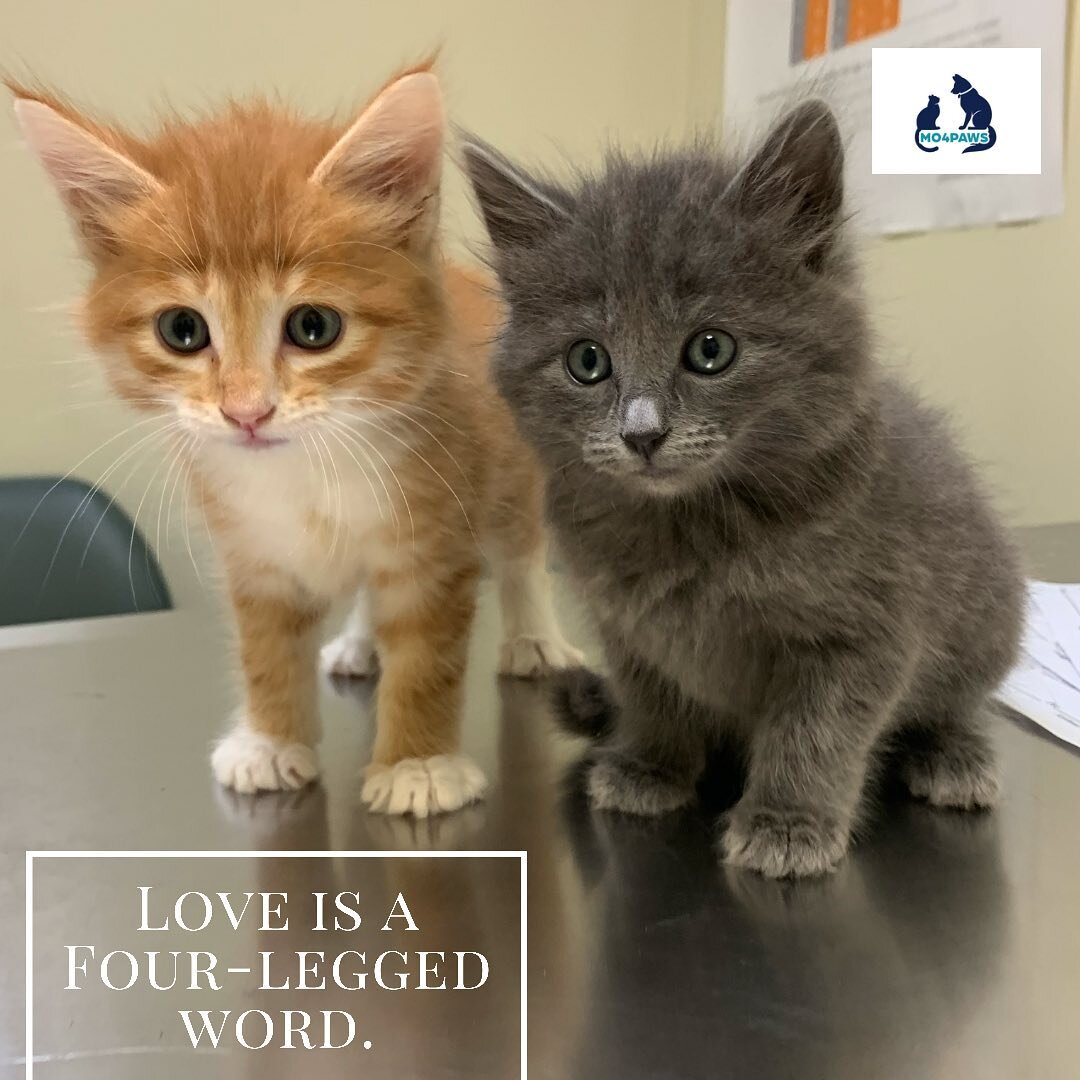 Love is a four-legged word 🐾🐾 .
.
MO4PAWS and these two rescued kittens Ginger and Star hope everyone is enjoying this rainy Sunday!
.
Click on the link in our bio to sign up for updates on what MO4PAWS is working on to save our four-legged friends
