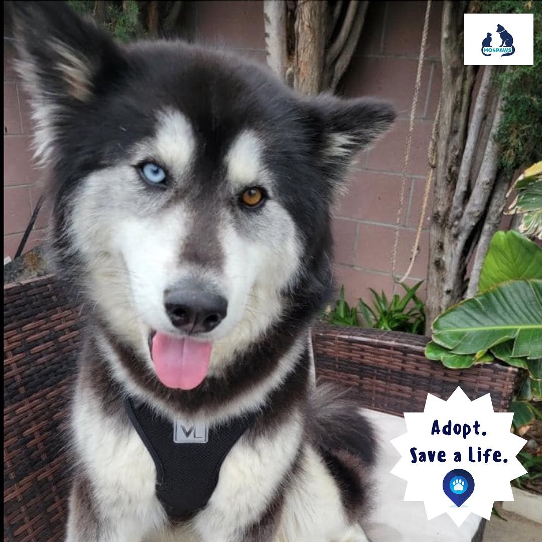 MO4PAWS rescued Sylvie on her last day at Apple Valley Animal Shelter. She is a 1 1/2 year-old Siberian Husky mix available for adoption. 💞🐾
.
.
We are so grateful for our amazing foster @missa_carissa for taking her in and giving Sylvie all the lo