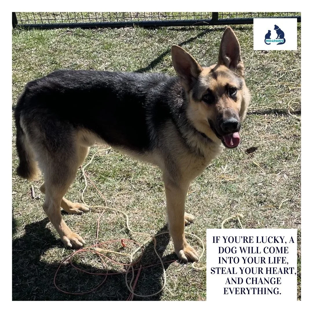 MO4PAWS rescued Tommy on his last day at the Apple Valley animal shelter. We are happy to announce that Tommy is in his forever home with an amazing adopter and other dog companions. Unfortunately, as we initially suspected, Tommy has some blindness