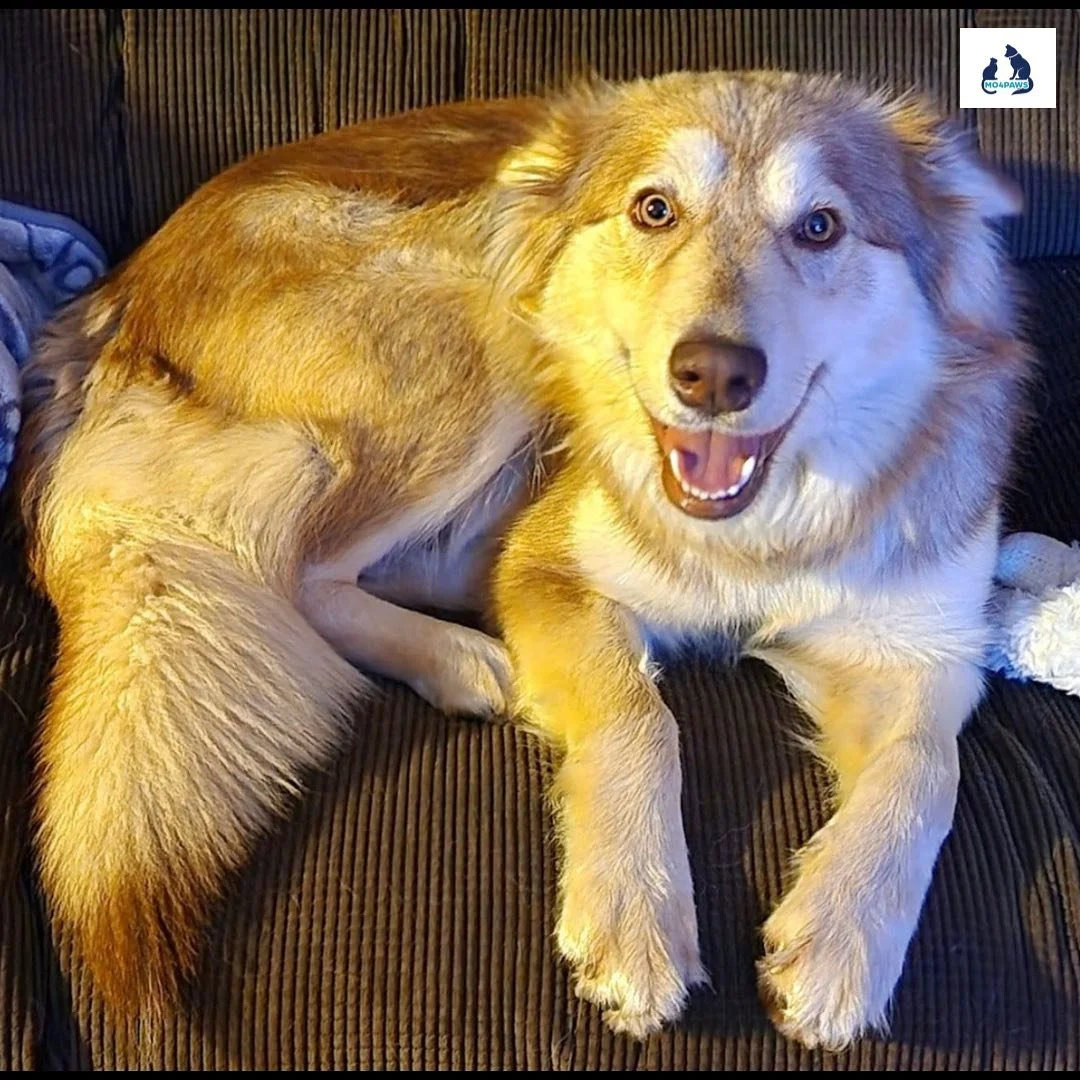 We are happy to announce that Breeze, who was rescued from Apple Valley, got adopted by our amazing foster! We are so grateful she is in her furever home and getting all the love she deserves. Congratulations baby girl, you are home. π
.
.
Please he