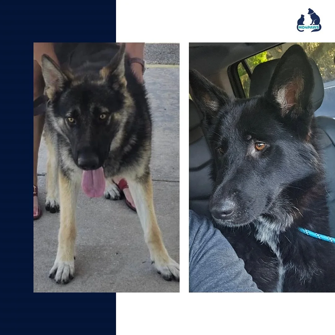 MO4PAWS rescued Fenty and Levi on their last day at the Apple Valley animal shelter. Both of these beautiful shepherds were on the euth list. We are so happy to announce that they went together to one of our amazing fosters. Fenty has been adopted, a