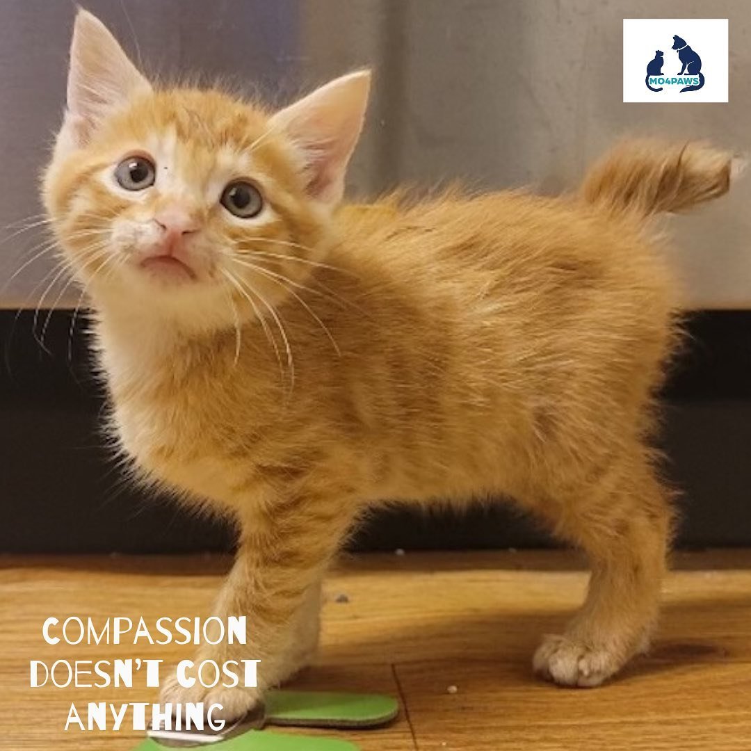 MO4PAWS rescued Manx, a 3 month old kitten, who was found as a stray in Central California. Manx is now in his forever home. 
.
.
Please consider donating, adopting, or fostering through MO4PAWS so we can save the lives of more animals! It take a vil
