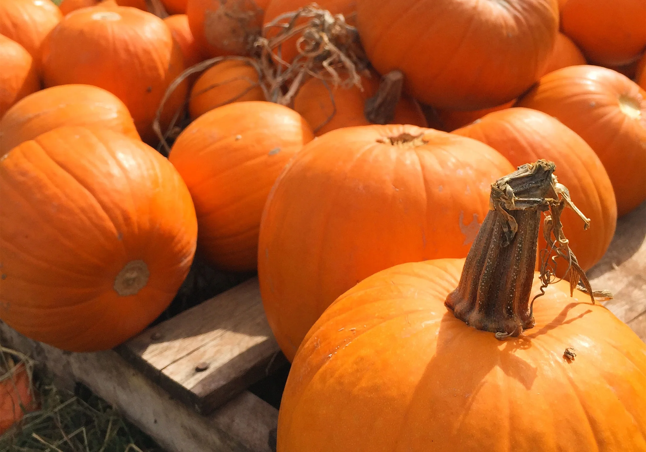 IG_pumpkinpatch.jpg
