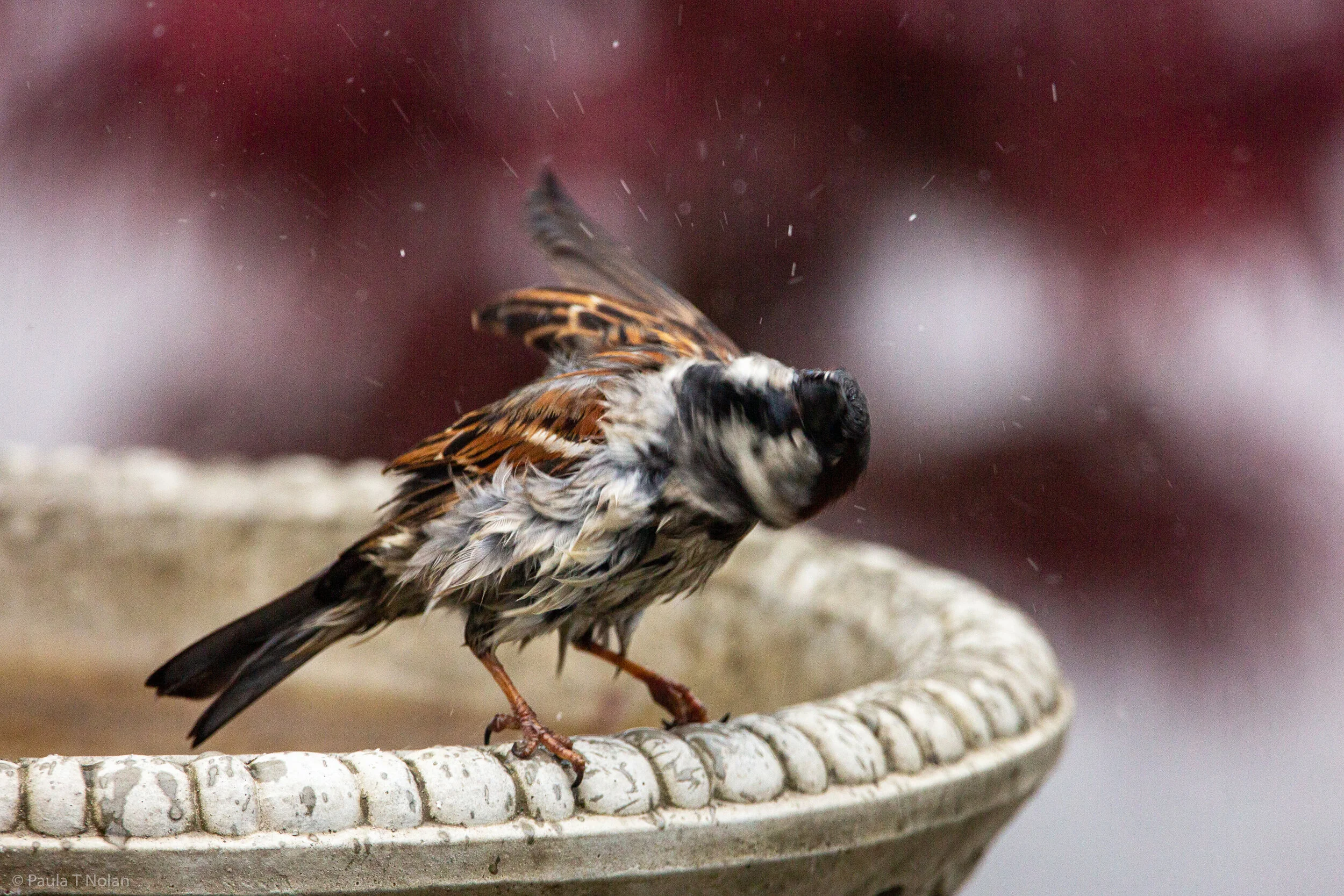 2021_04_27 SPARROW AT THE BATH-2.jpg