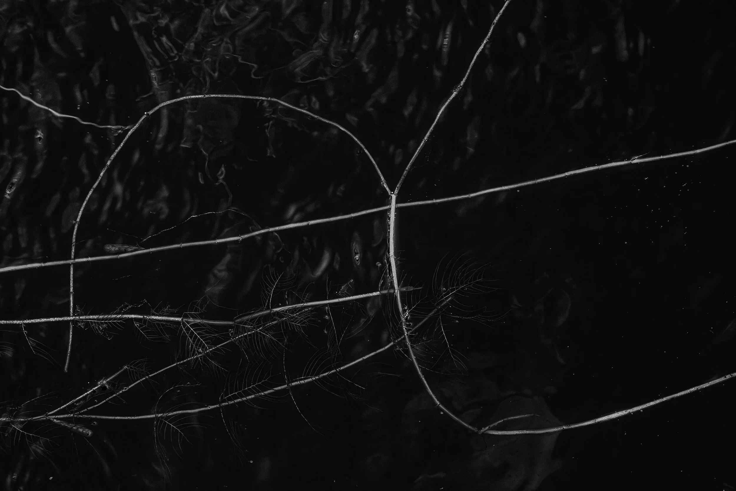 ROYAL CANAL LINES_II.jpg