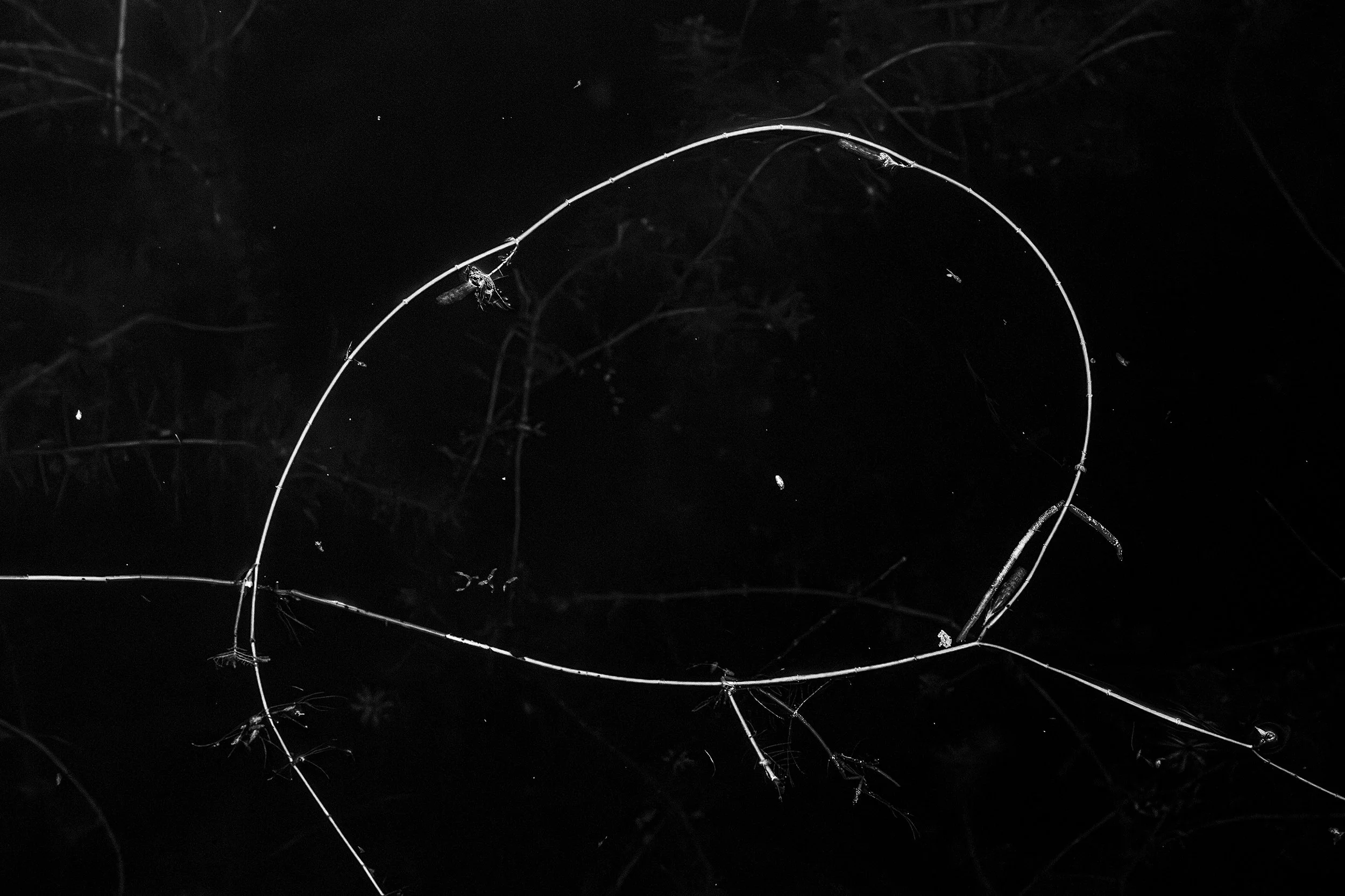 ROYAL CANAL LINES_I.jpg