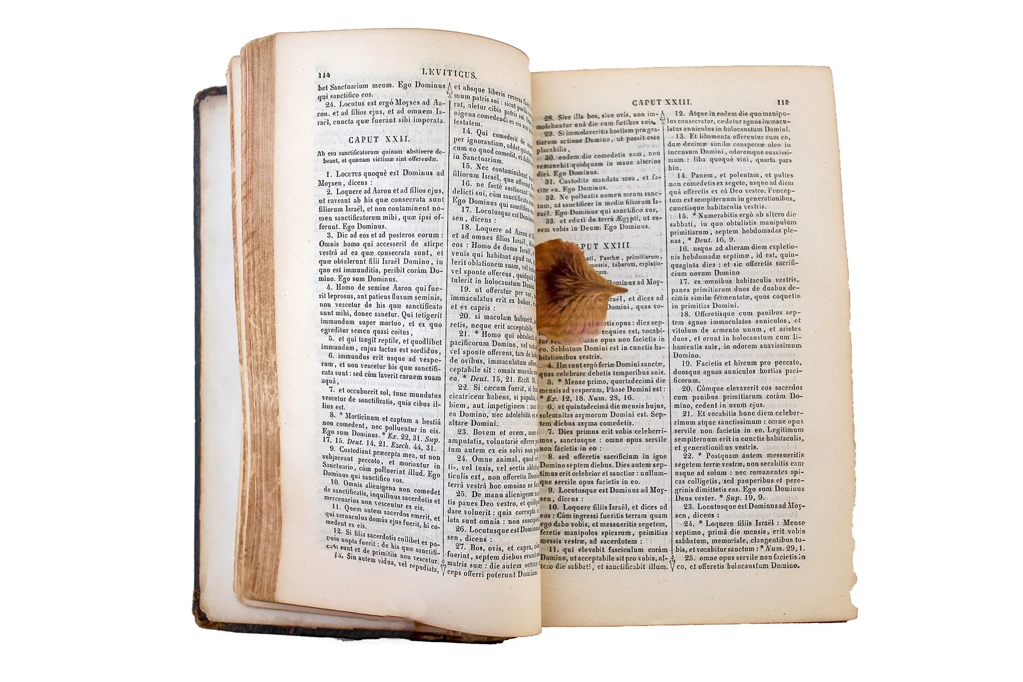 HOPKINS BIBLE PRESSED PETAL-0492.jpg