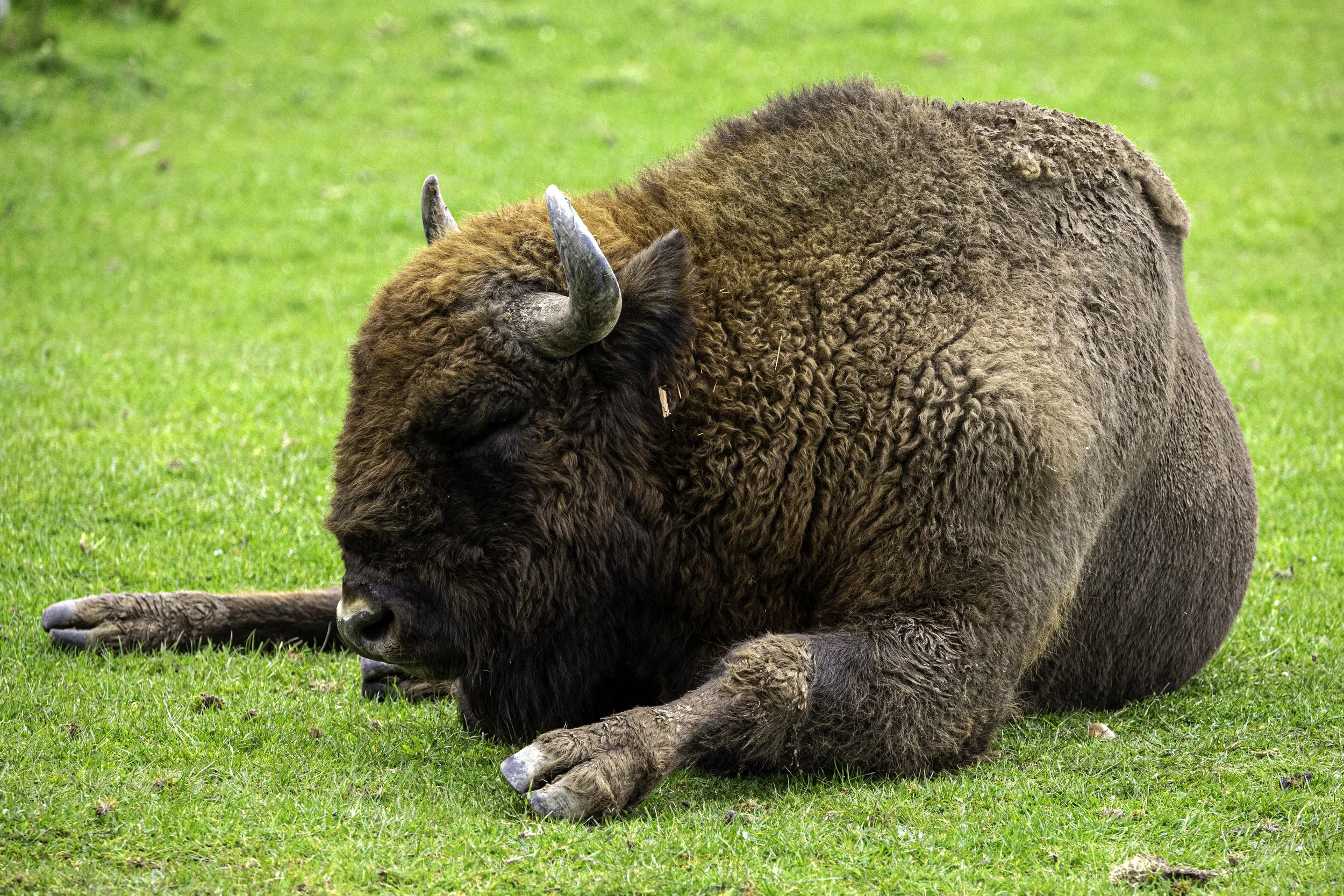 European Bison
