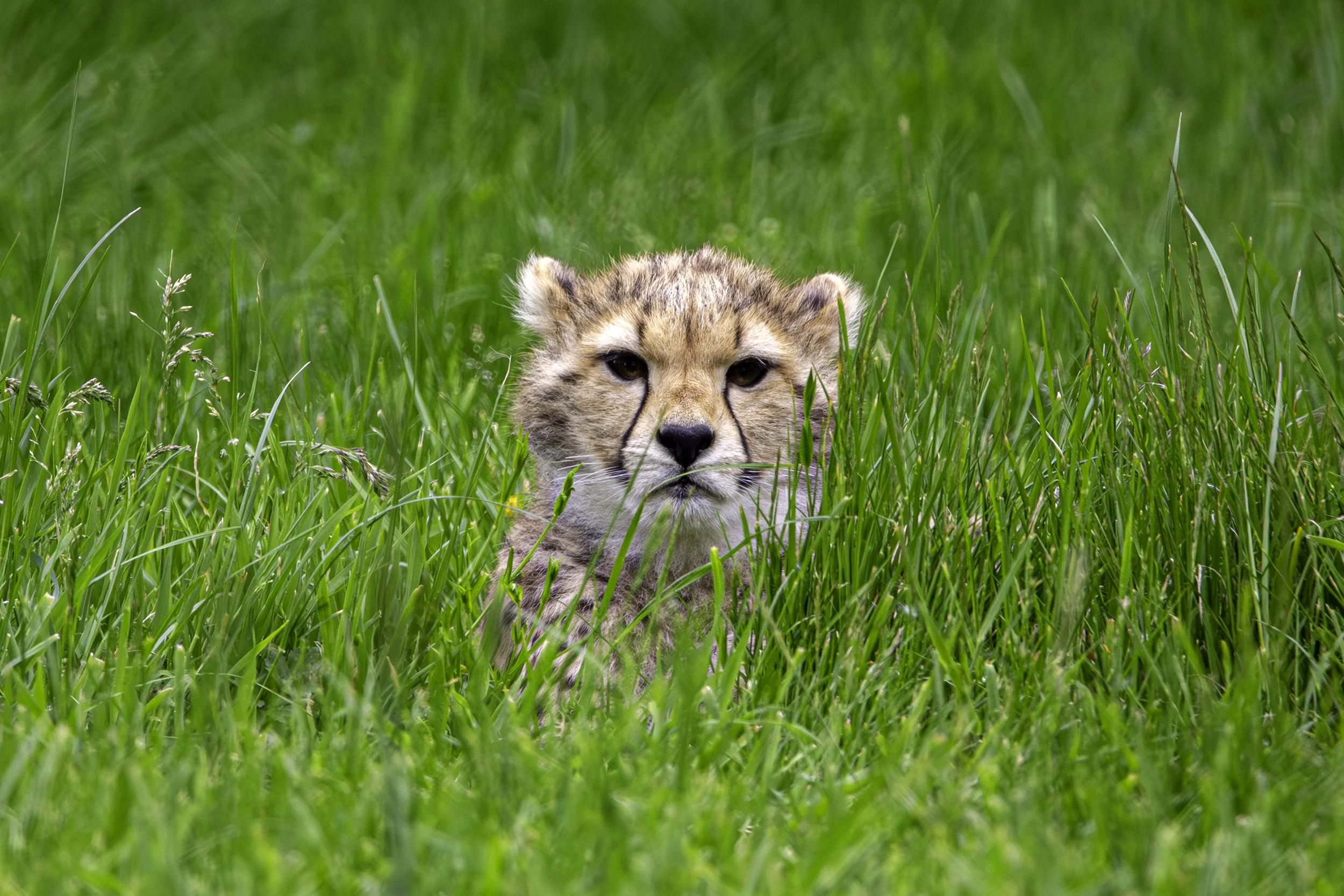 Young Cheetah