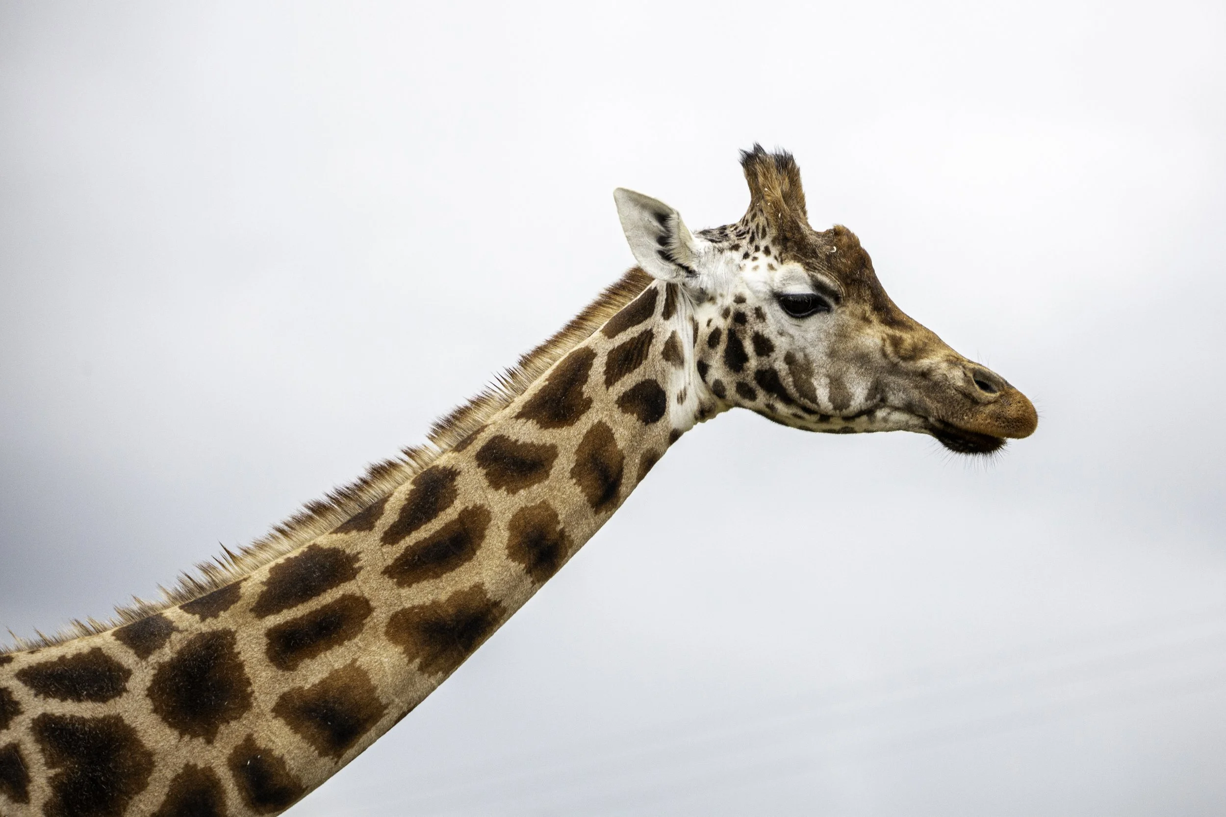 Northern Giraffe