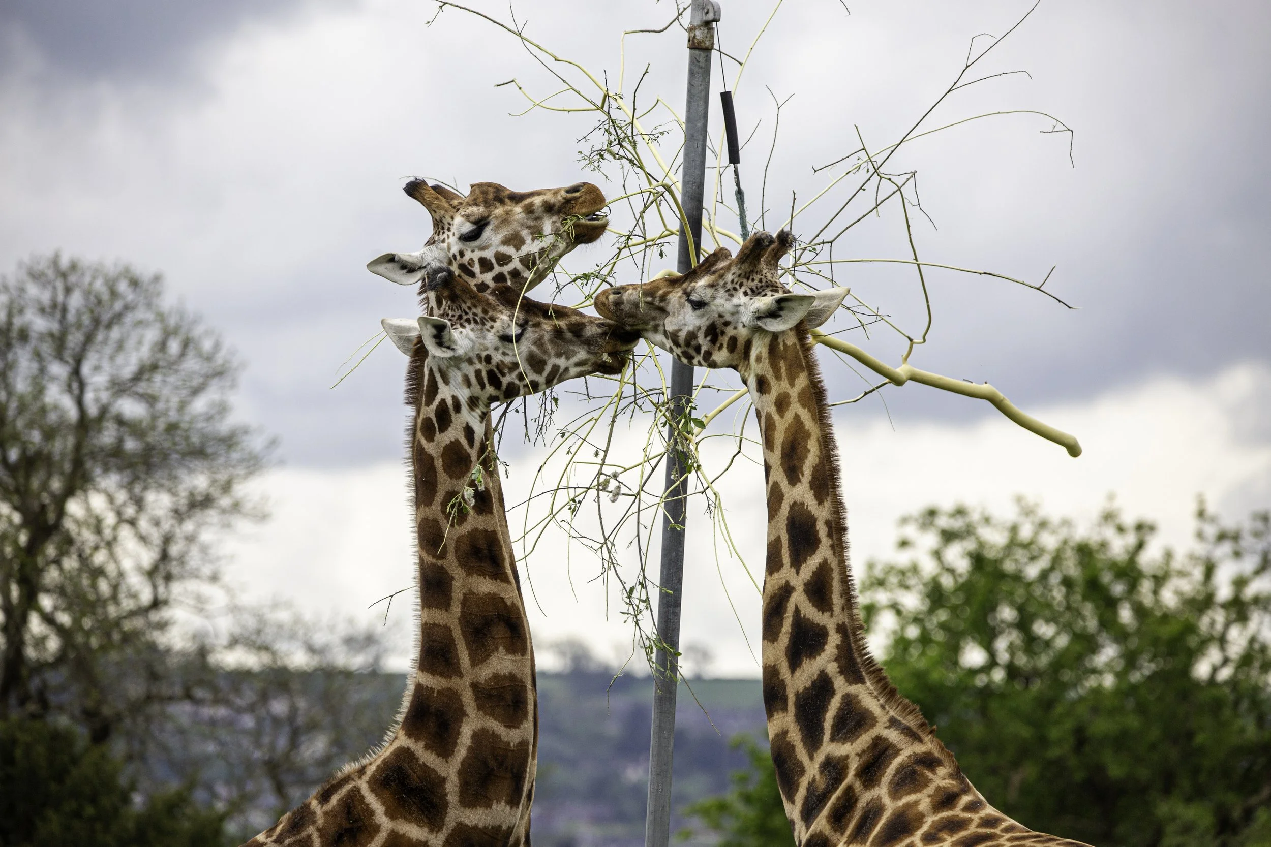 Northern Giraffe