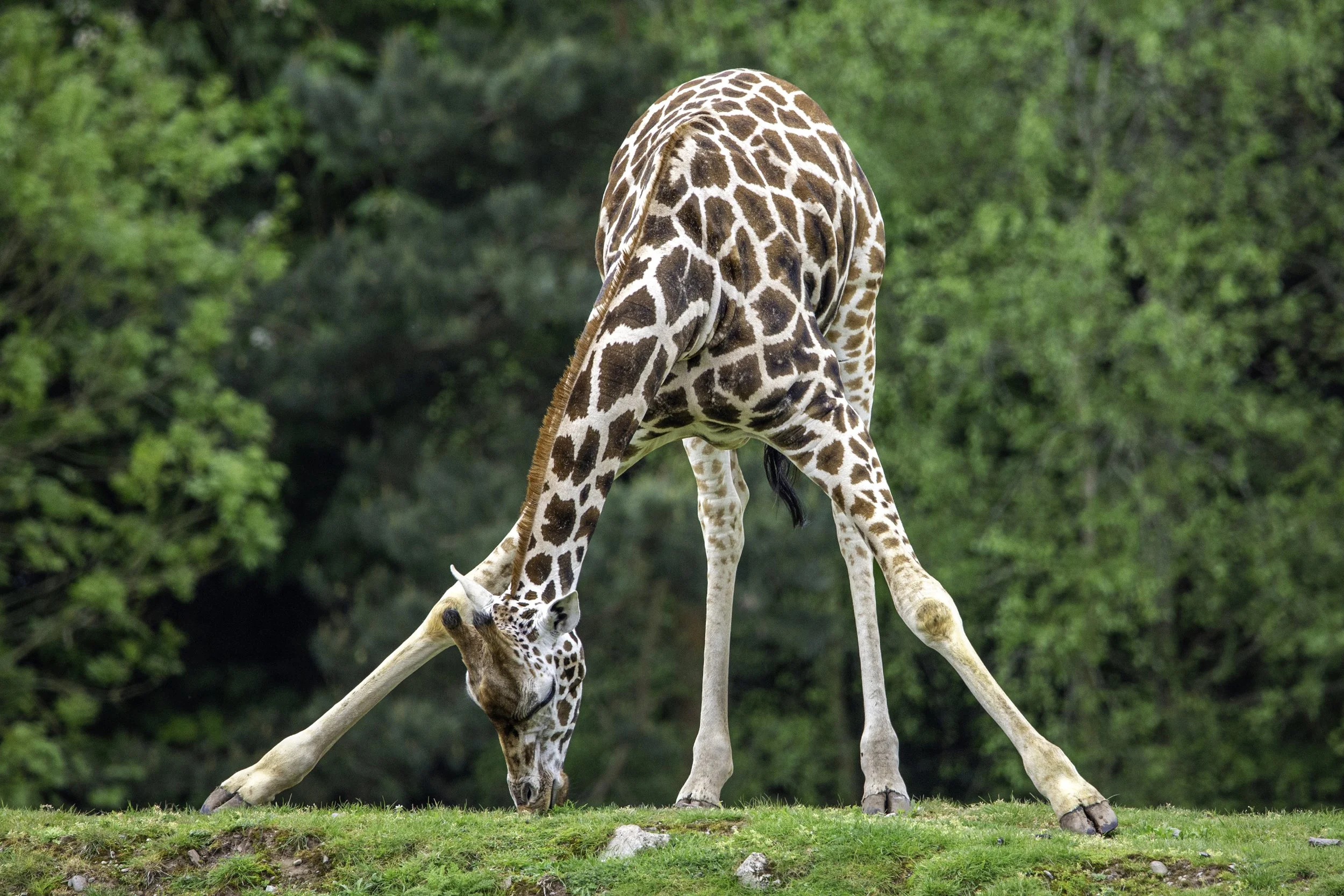 Northern Giraffe