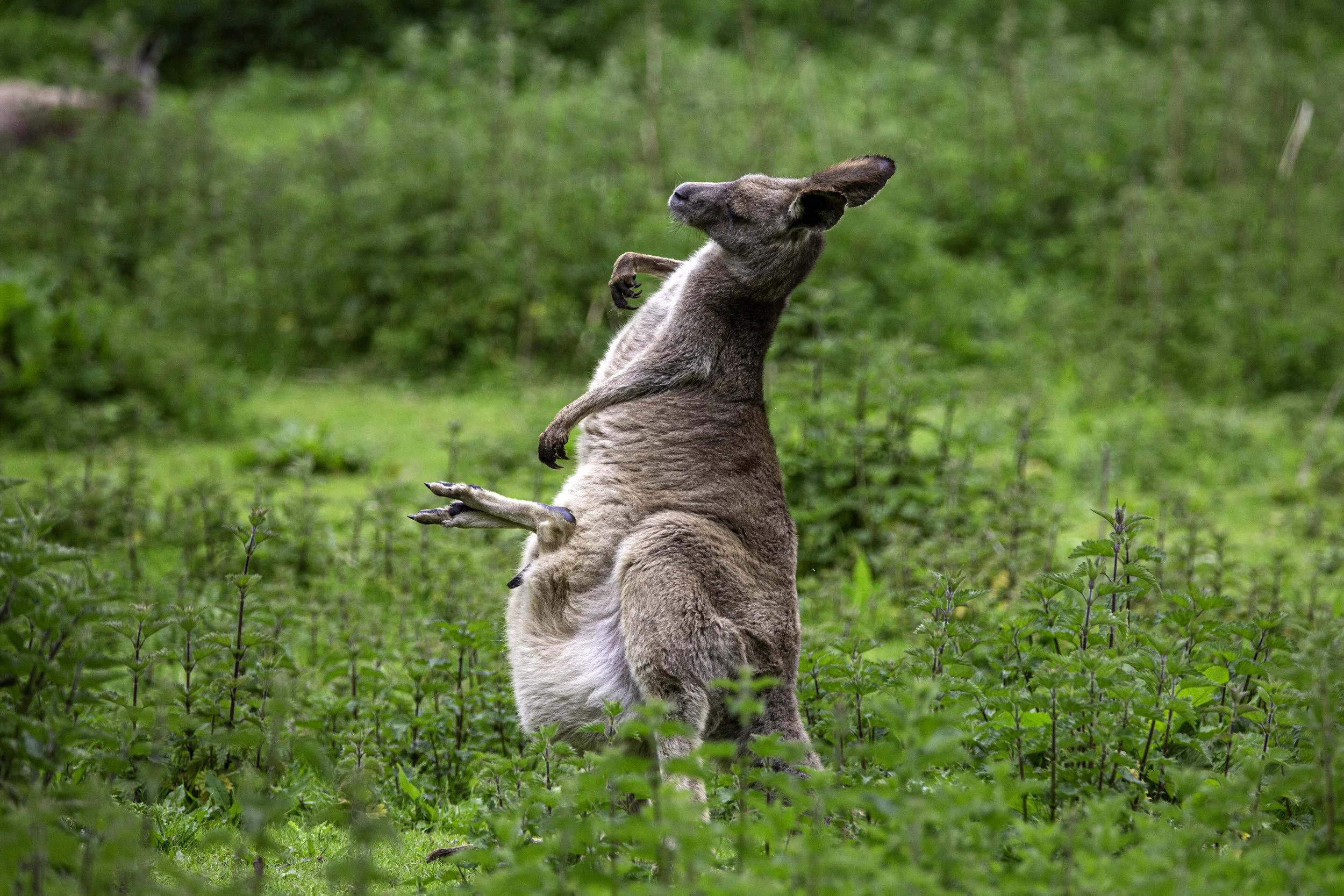 Eastern Grey Kangaroo having a good scratch